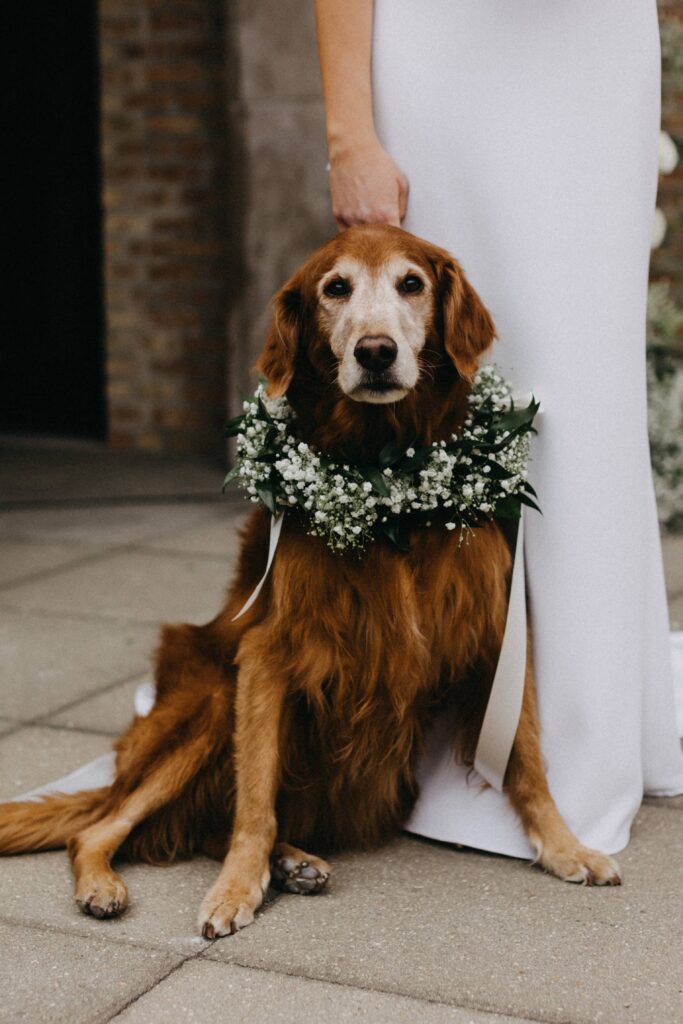 The dog of honor, Honey, at the cermony at Revel Space.