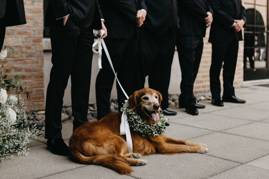 Honey, the couple's sweet dog, at the Revel Space wedding ceremony.