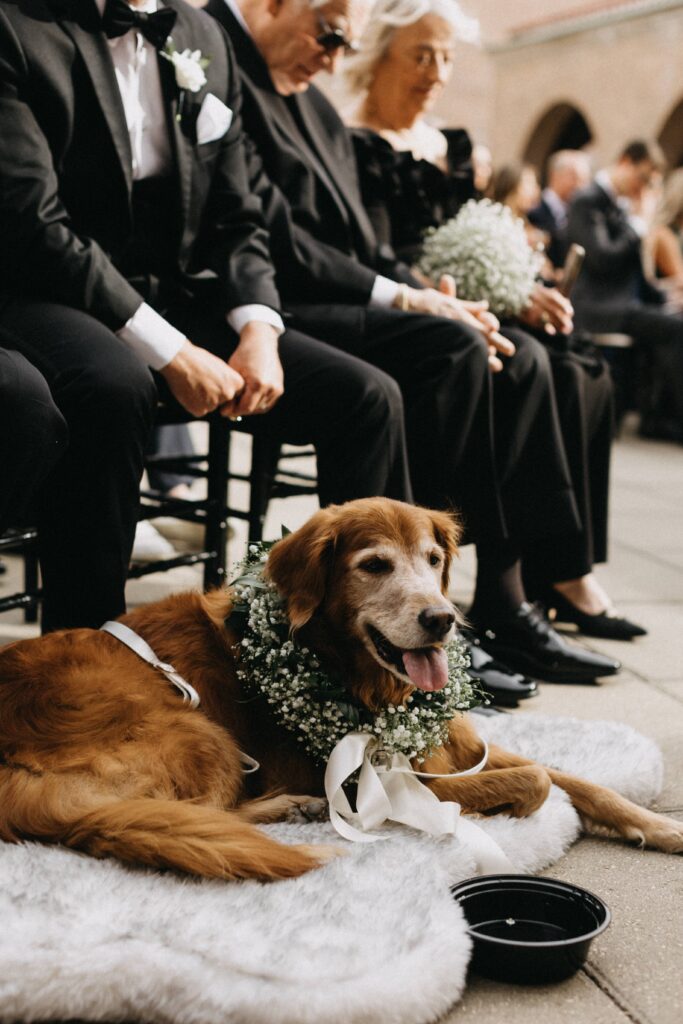 The couple's sweet dog enjoying the wedding ceremony at Revel Motor Row.