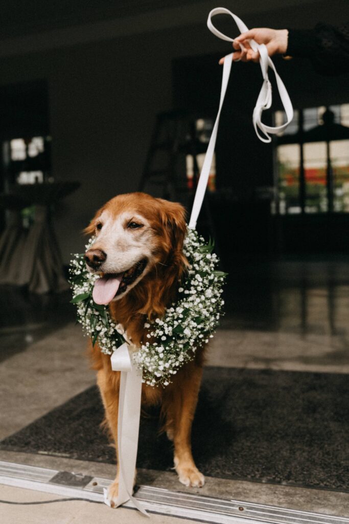 The bride and groom's dog, Honey during the wedding day at Revel Space.