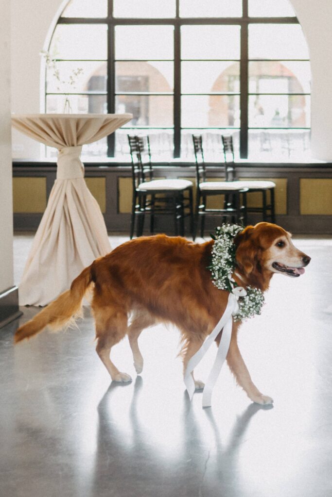 The couple's sweet dog walking over to the bride and groom through Revel Space before the ceremony.